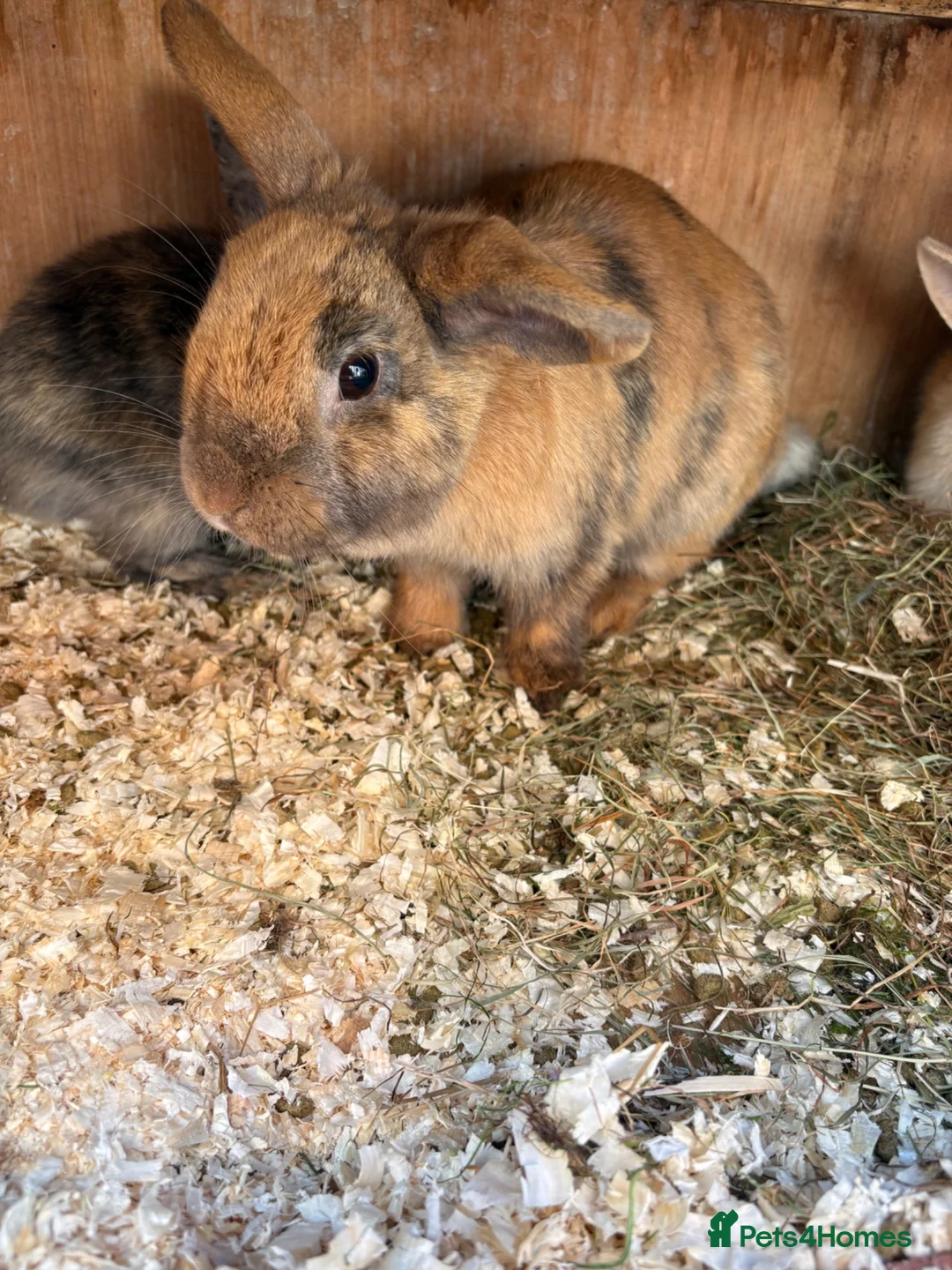 Mixed Breed rabbits for sale: Baby rabbits Harlequins  - Advert 8