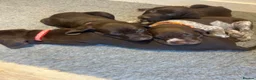 German Shorthaired Pointer dogs for sale: Beautiful KC GSP Puppies - Advert 26