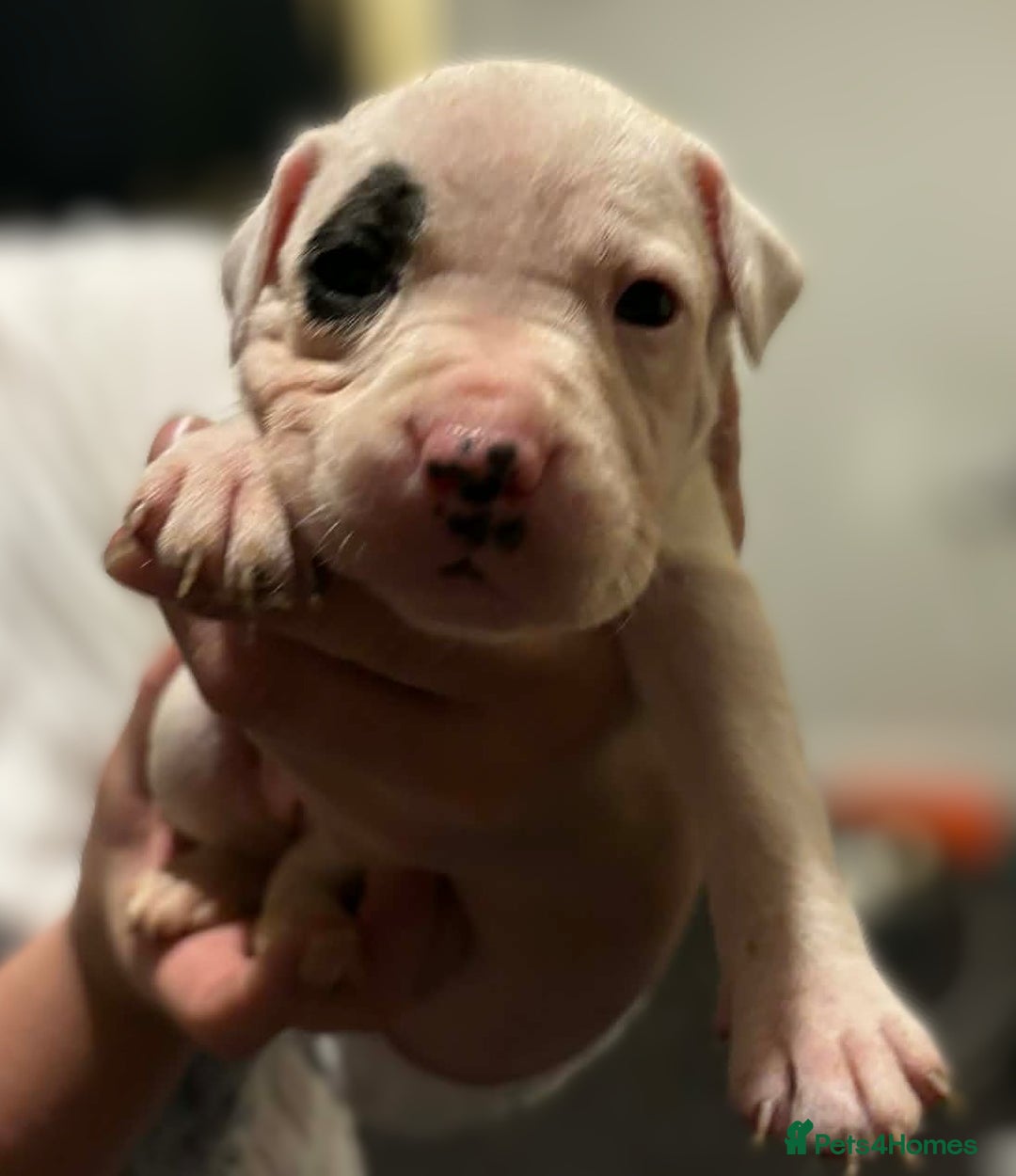 Mixed Breed dogs for sale: Bull cross staffy pups  - Advert 28
