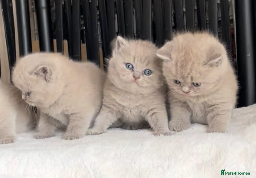 British Shorthair cats for sale:  Absolutely Beautiful BSH Champion Line kittens  - Image 6