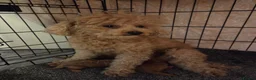 Toy Poodle dogs for sale: Beautiful homebred red toy poodle puppys - Advert 2
