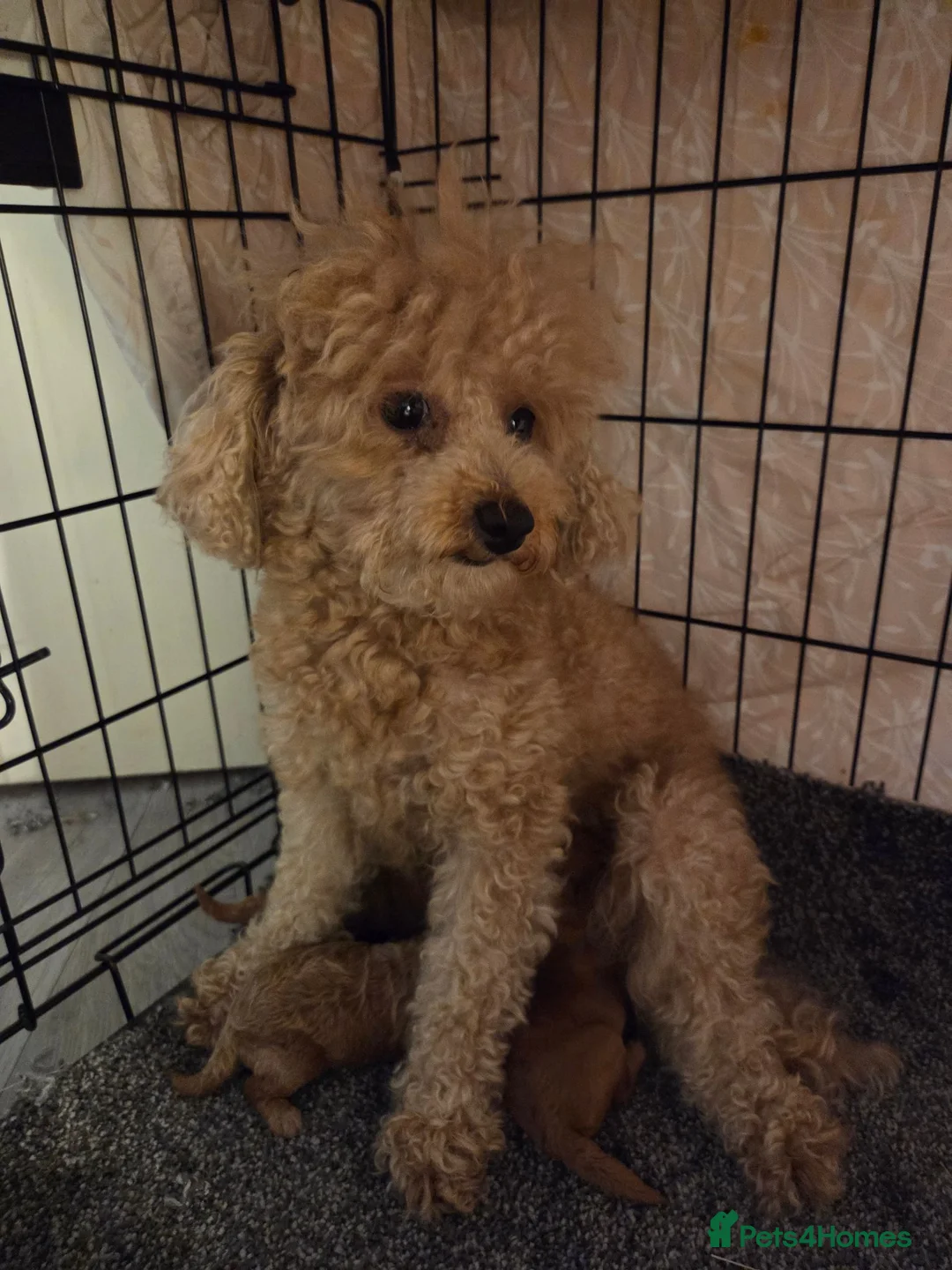 Toy Poodle dogs for sale: Beautiful homebred red toy poodle puppys - Advert 2