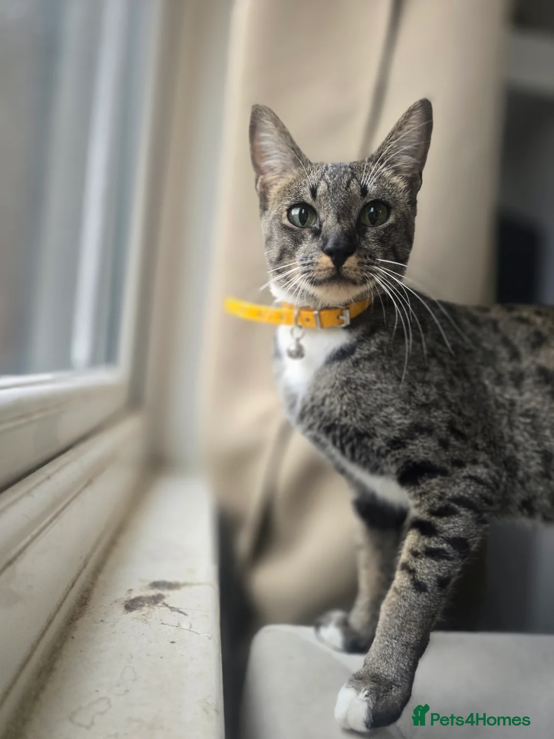 Bengal cats for sale: 🌟 Savannah × Snow Bengal Kittens 🌟 RARE - Advert 16