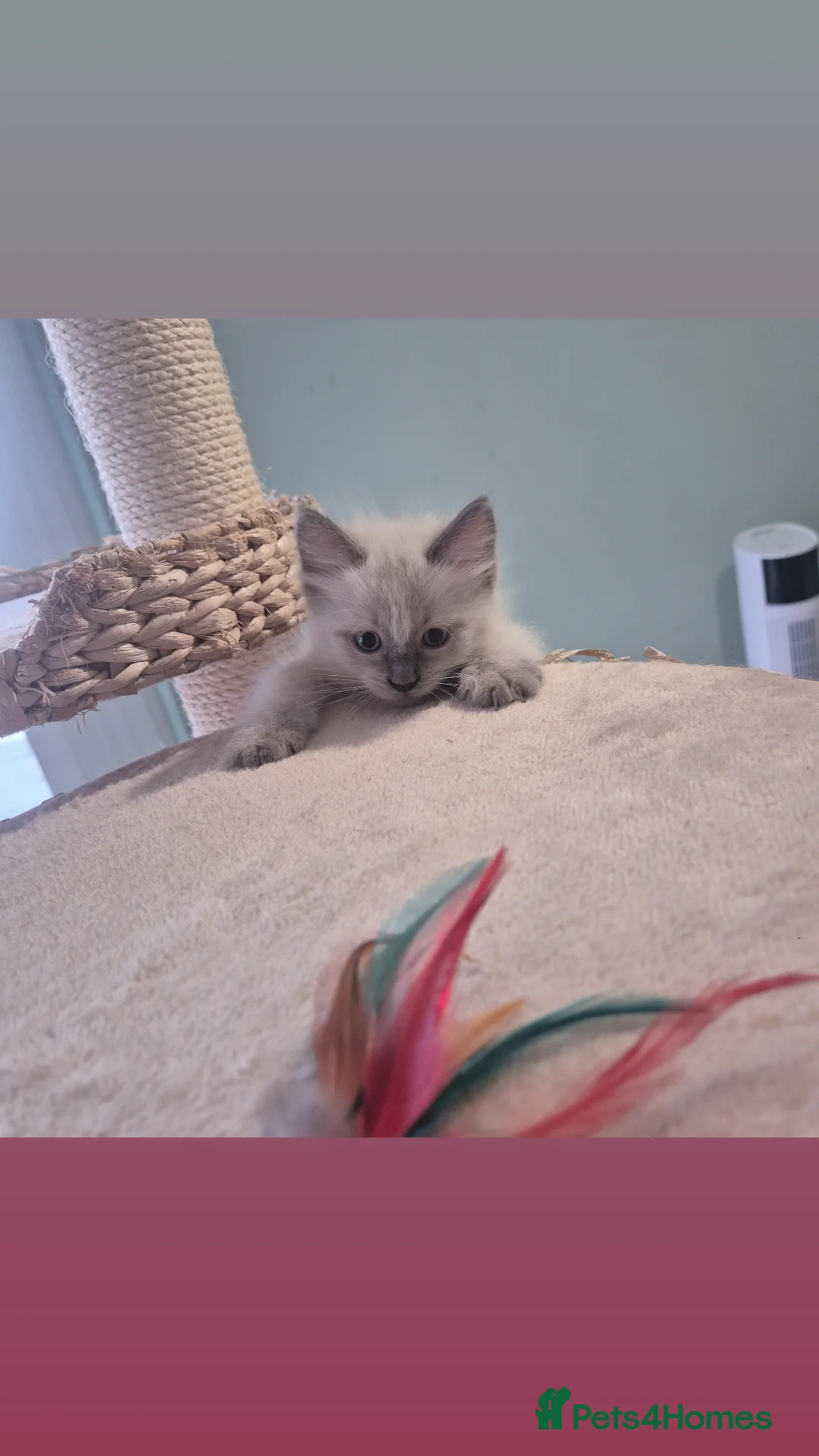 Ragdoll cats for stud: Ragdoll Seal Sepia Stud Genetically Tested 🐾 in London - Advert 22