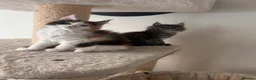 Maine Coon cats for sale: Maine Coon - Advert 8