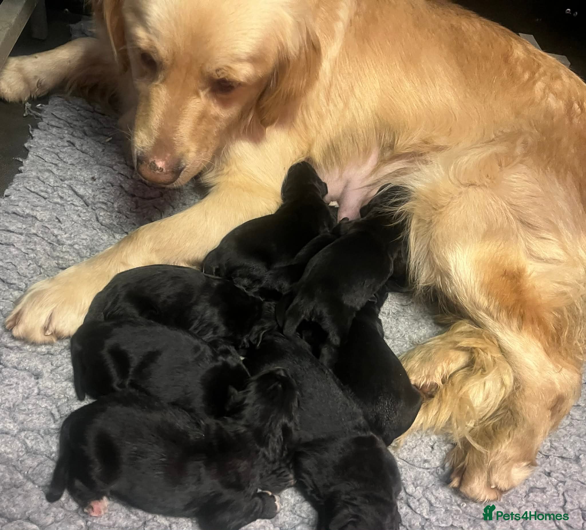 Golden Retriever dogs Beautiful Bernese Mountain Dog x Golden Retrievers - Advert 2