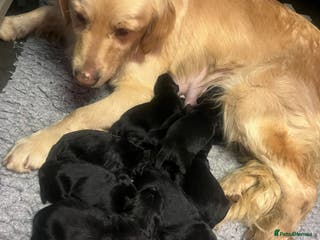 Golden Retriever dogs Beautiful Bernese Mountain Dog x Golden Retrievers - Advert 2