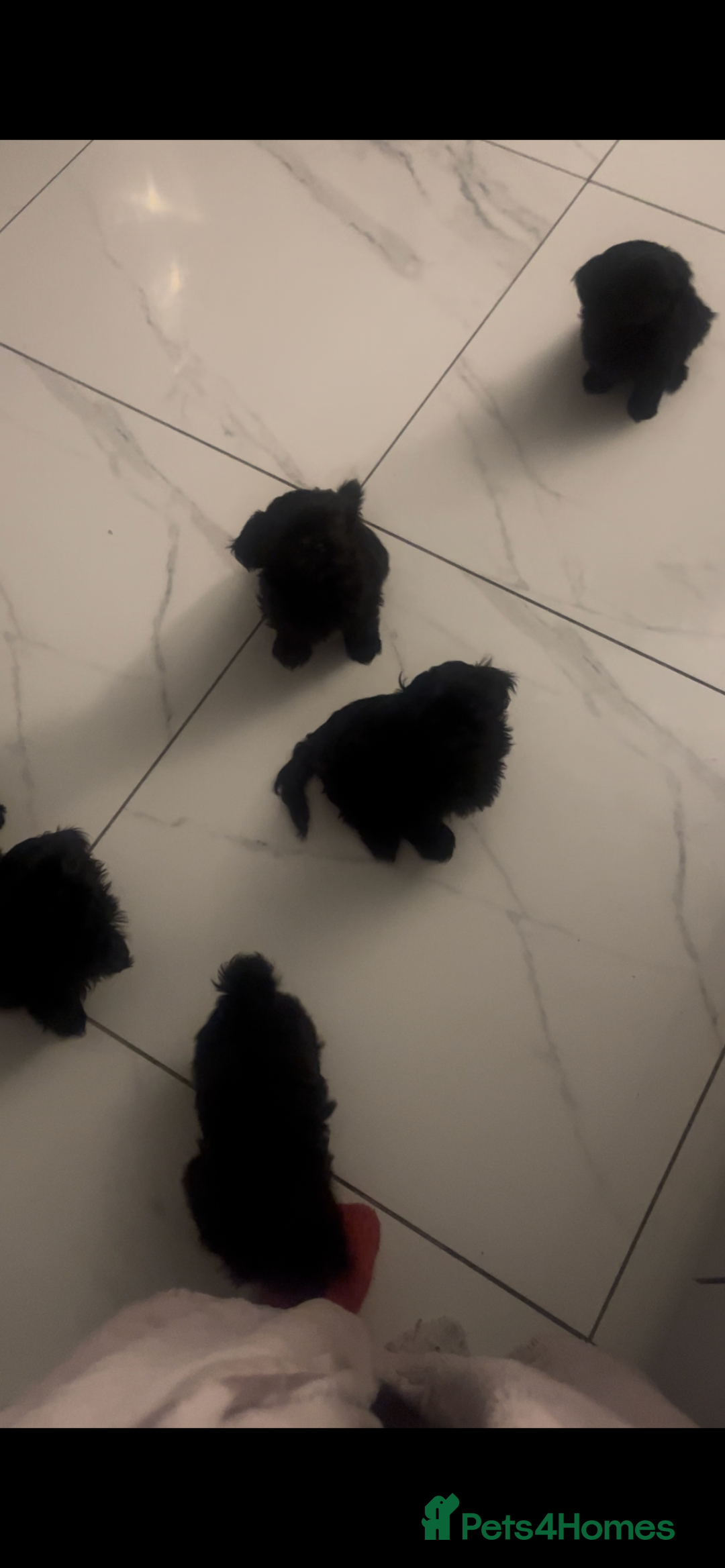 Shih Tzu dogs for sale: Rare solid black imperial Shih Tzu  - Advert 3