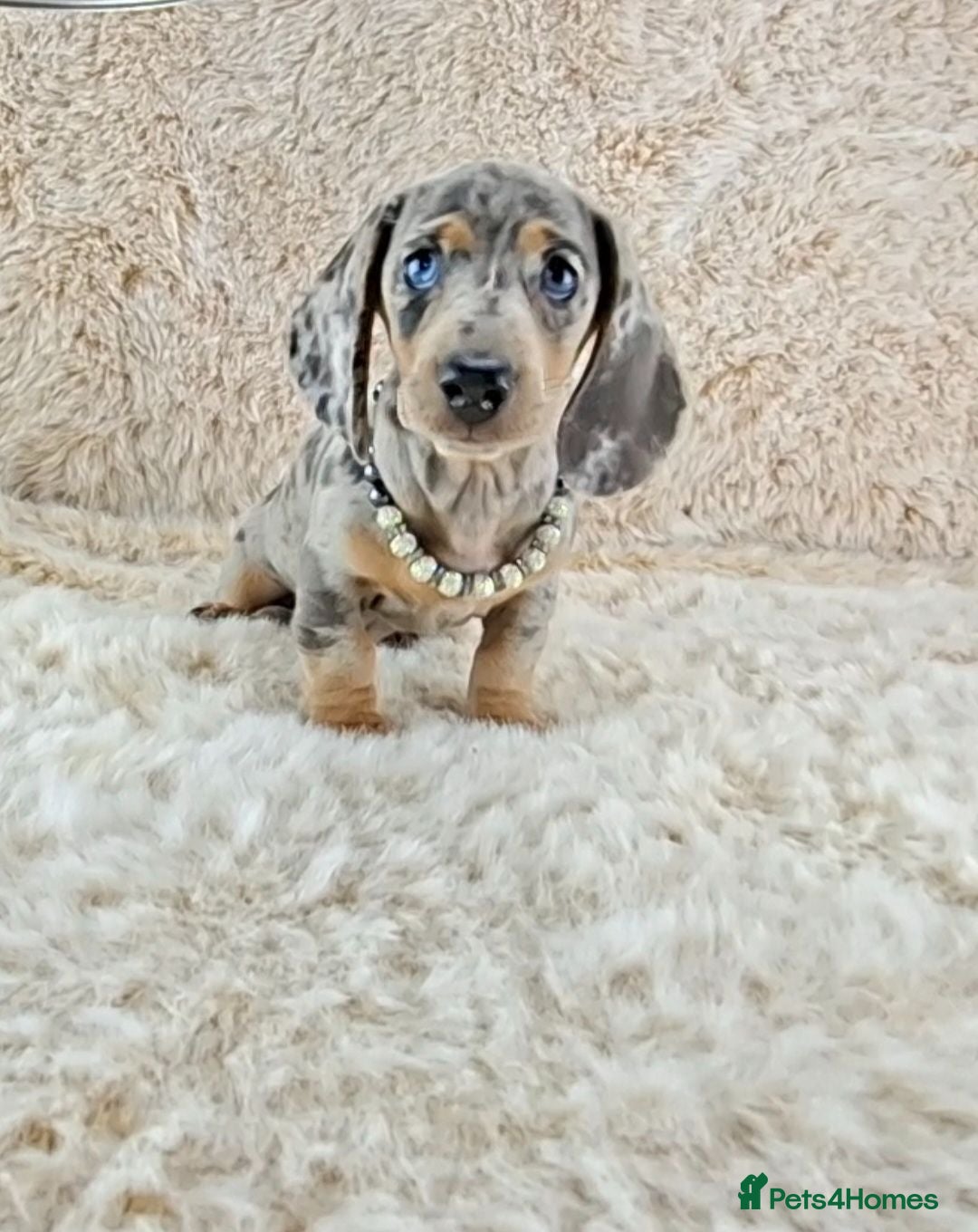 Miniature Dachshund dogs KC Registered Miniature Dachshund Puppies  - Advert 1