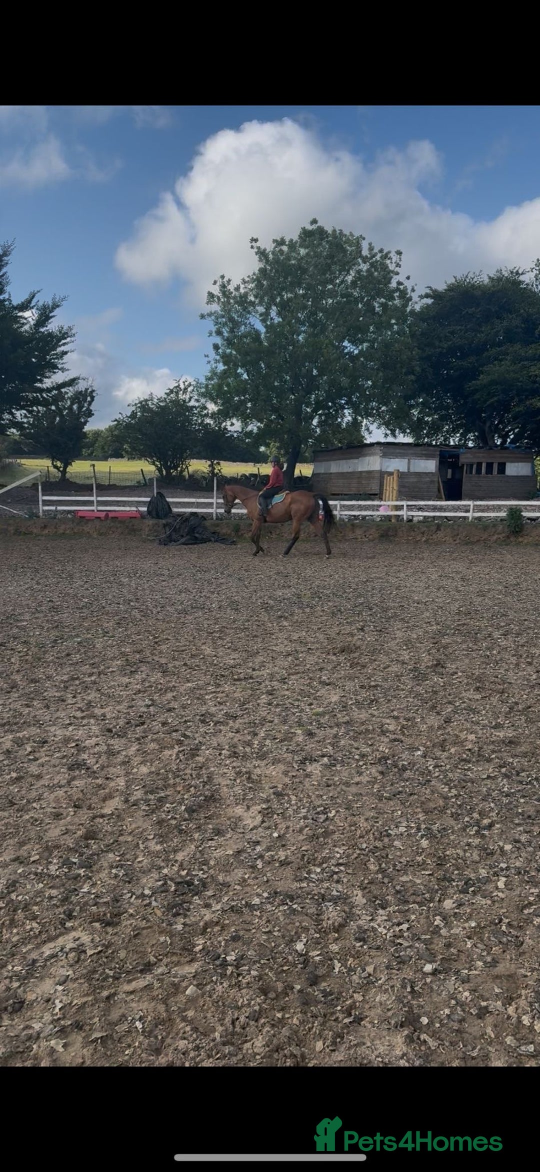 Irish Thoroughbred horses for sale: 9 yr old allrounder, 16.1, Irish mare in Bargoed - Image 6