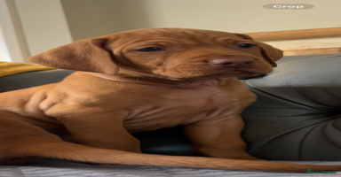 Hungarian Vizsla dogs - Advert 15