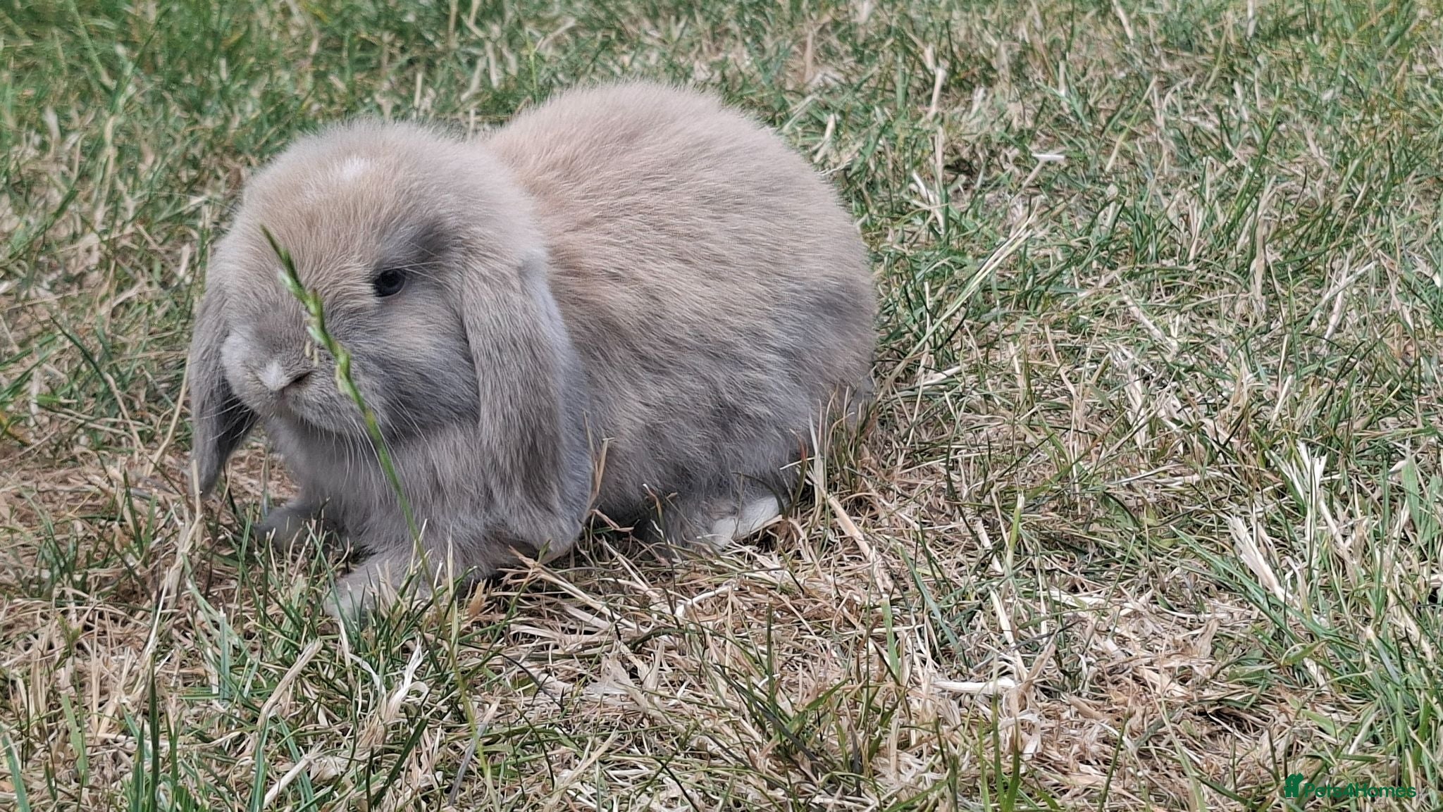 Mini Lop rabbits Mini lop bunnys - Advert 2