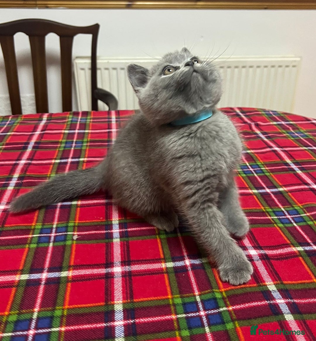 British Shorthair cats for sale: !!! Pure Blood Champions Pedigree BSH Kittens!!! - Advert 4