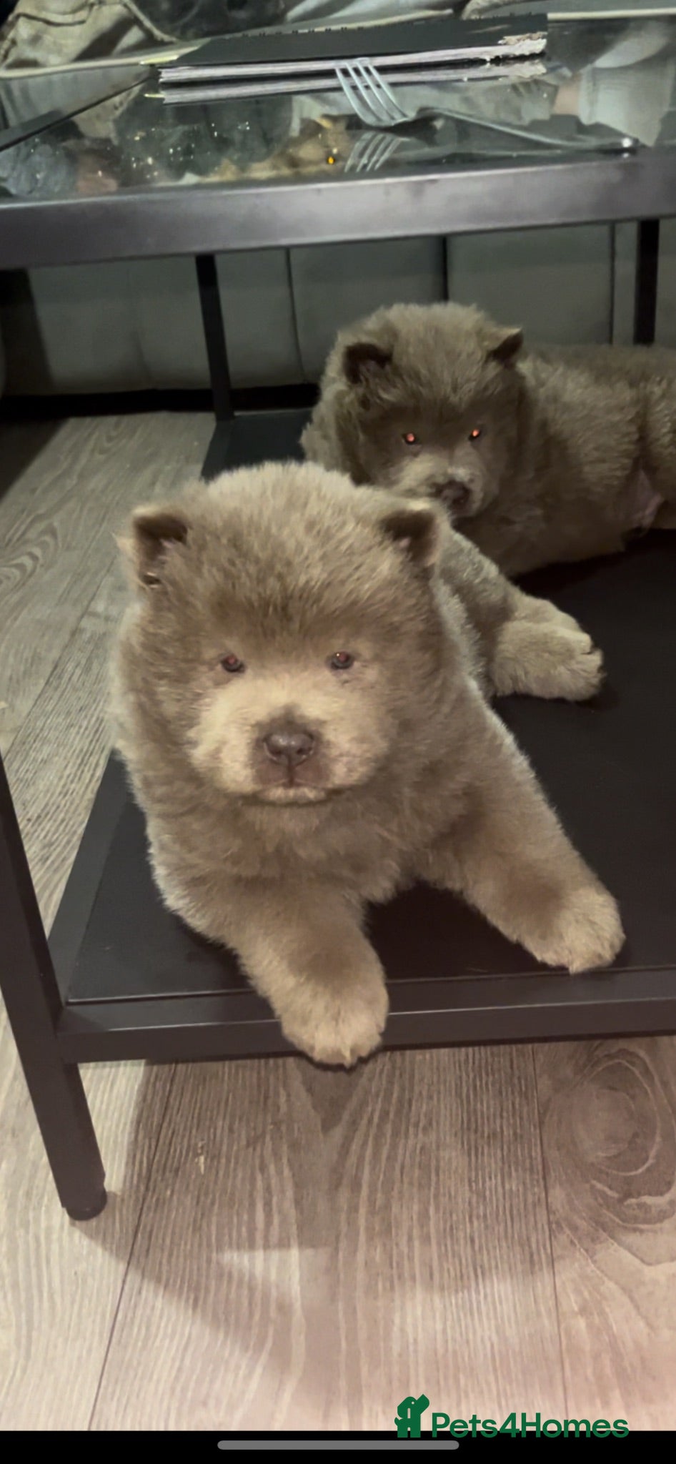 Chow Chow dogs Lilac and blue chow chows rare dna 🧬 ay/at - Advert 2