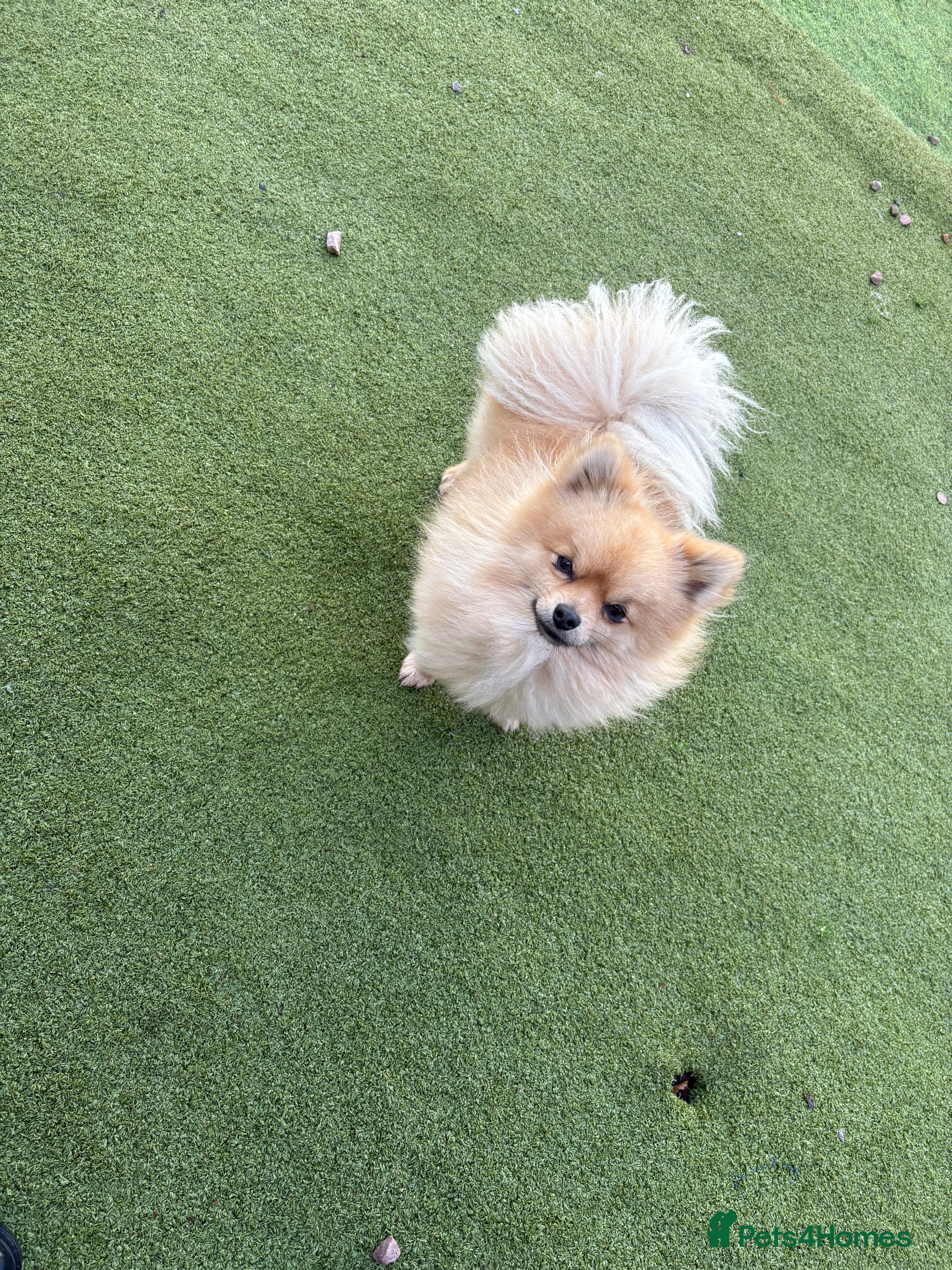 Pomeranian dogs Handsome Pomeranian for stud  - Advert 9