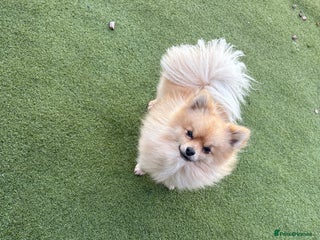 Pomeranian dogs Handsome Pomeranian for stud - Advert 1