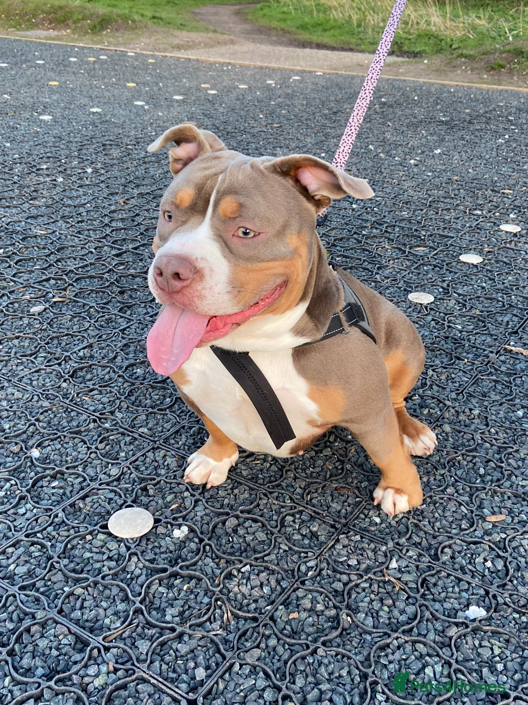 American Bulldog dogs for sale: American Pocket Bulldog - Advert 1