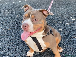 American Bulldog dogs American Pocket Bulldog - Advert 1