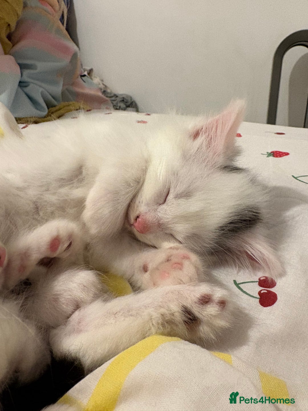 Mixed Breed cats for sale: Adorable fluffy kittens  - Advert 3