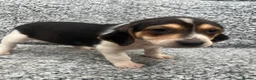 Beagle dogs for sale: Beautiful Beagle Puppies - Advert 5