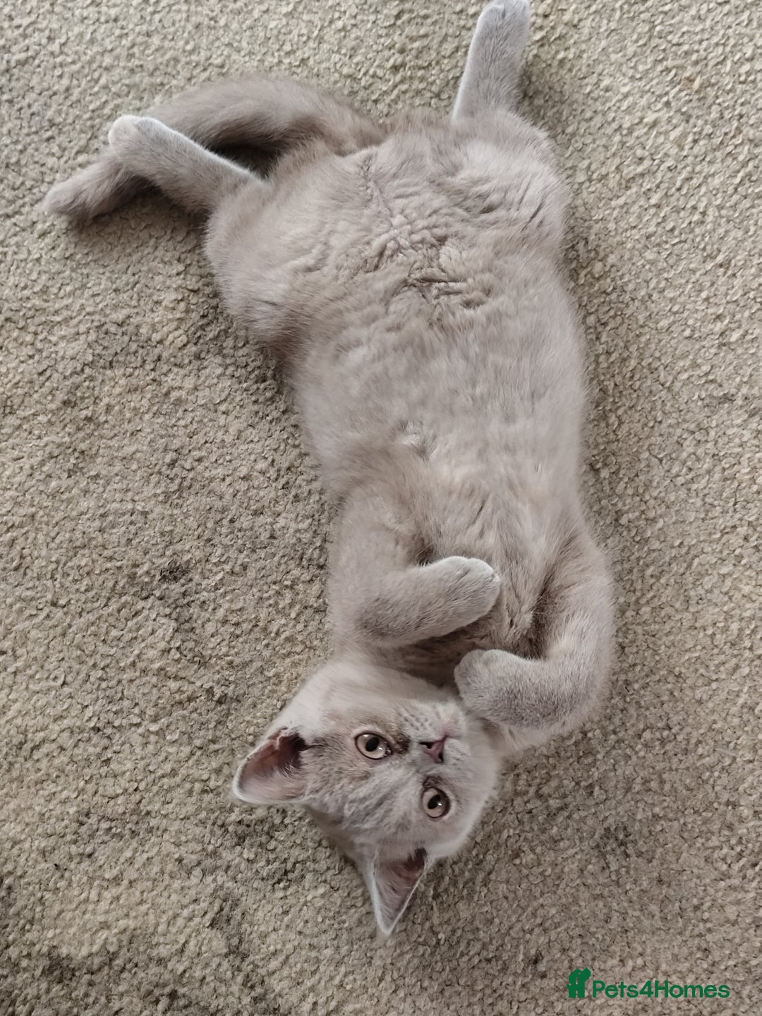 British Shorthair cats for sale: READY NOW Beautiful British Shorthair Kittens - Image 19