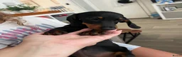 Miniature Dachshund dogs for sale: Darling slug  - Advert 3