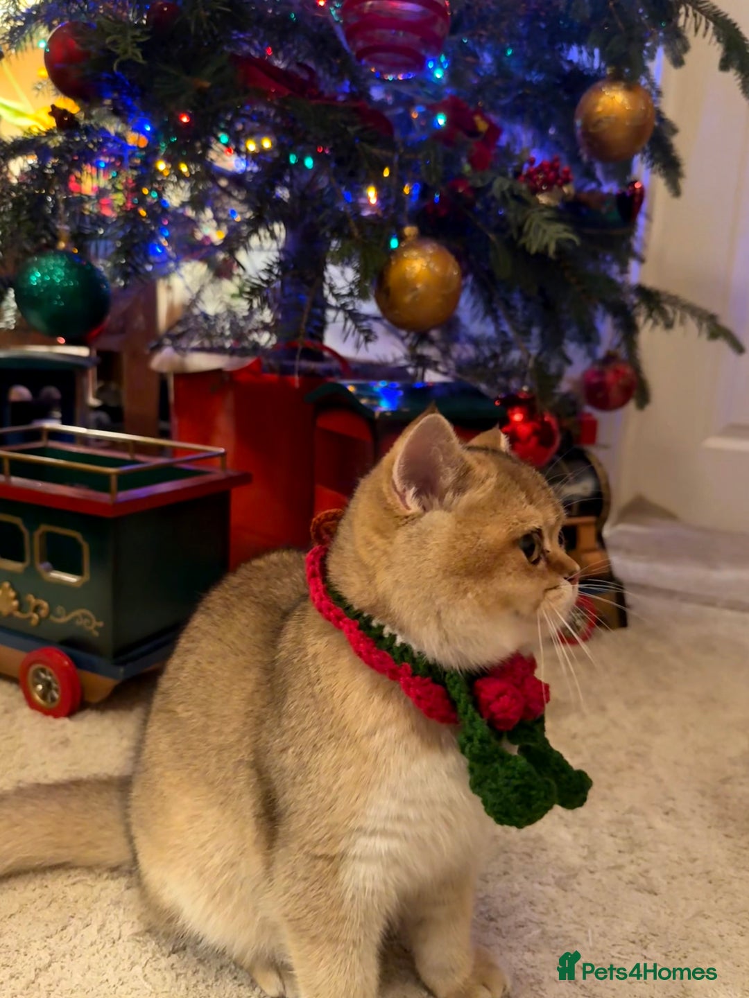 British Shorthair cats for sale: Last GIRL Beautiful Golden BSH Kittens –Rare Cold - Advert 6