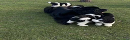 Newfoundland dogs for sale: Champion bloodlines due 22nd October  - Advert 13