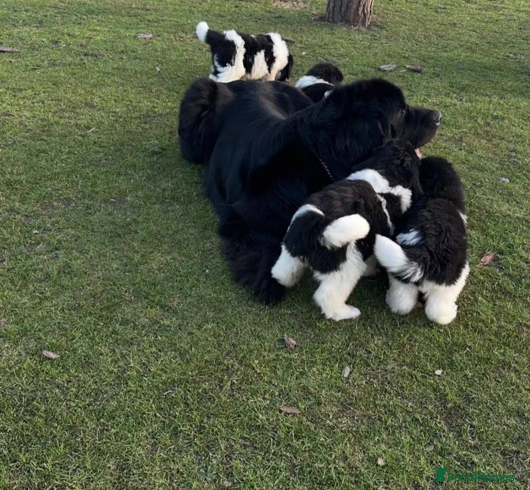 Newfoundland dogs for sale: Champion bloodlines due 22nd October  - Advert 13