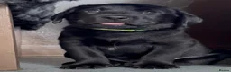 Labrador Retriever dogs for sale: Black Labrador Puppies  in Stoke-on-Trent - Advert 2
