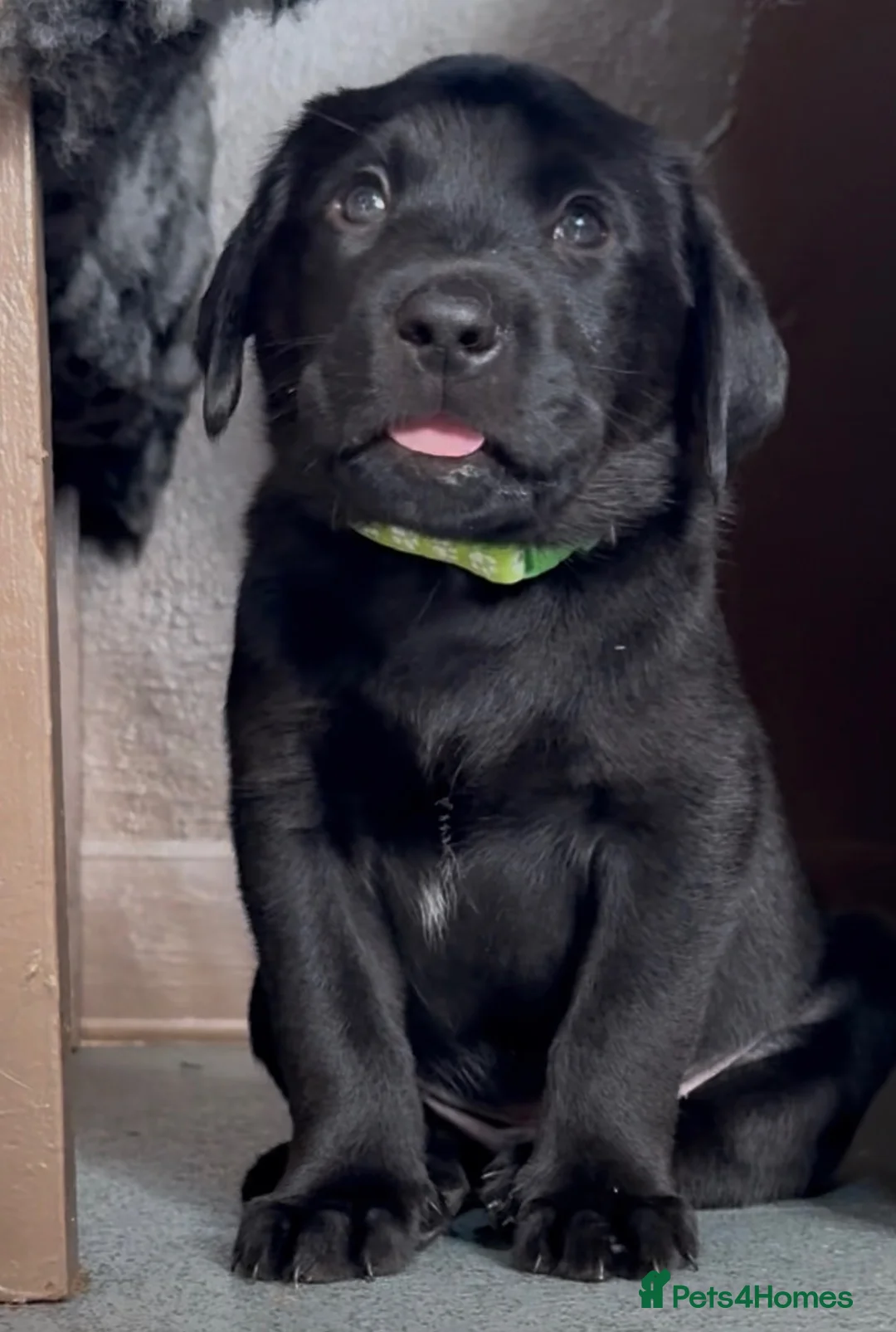 Labrador Retriever dogs for sale: Black Labrador Puppies  in Stoke-on-Trent - Advert 2