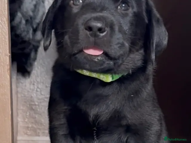 Labrador Retriever dogs for sale: Black Labrador Puppies - Advert 2