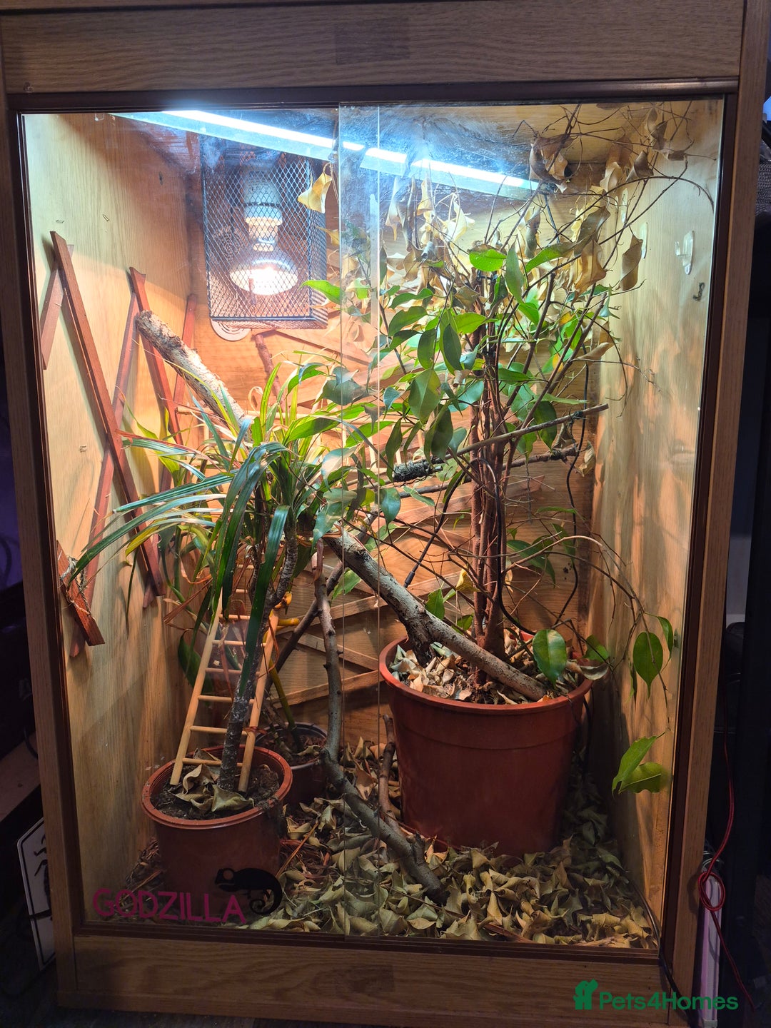 Chameleon reptiles for sale: Young Veiled Chameleon Female - Advert 5