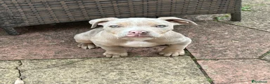 Mixed Breed 2
