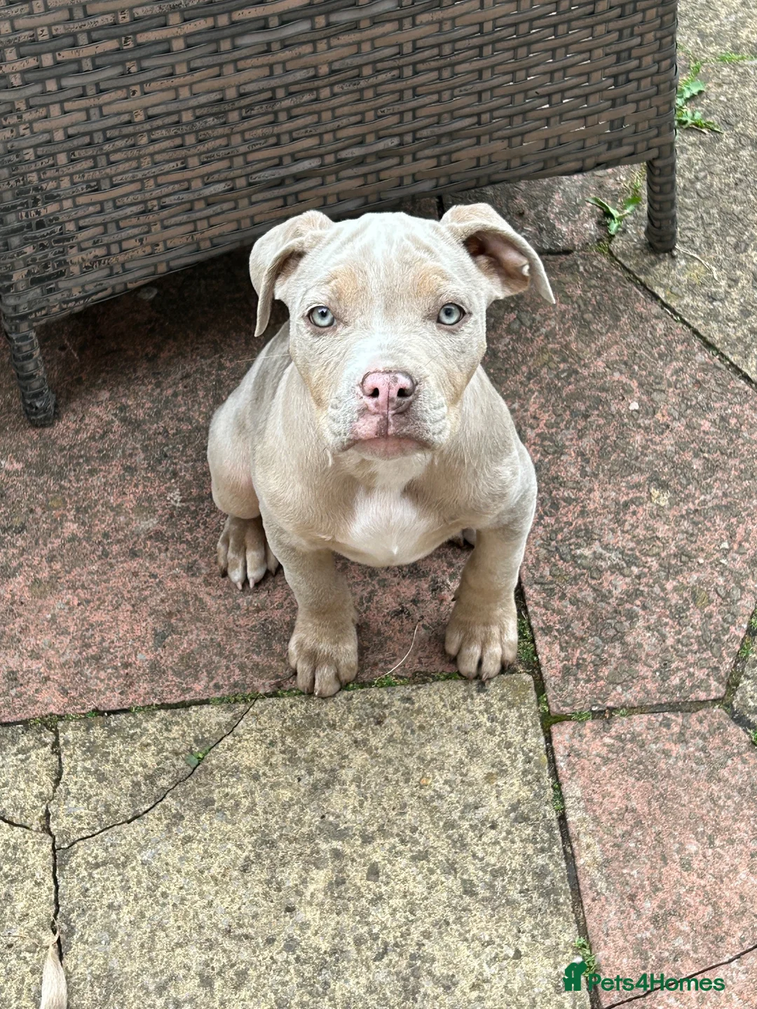 Mixed Breed dogs for sale: Bulldog puppies 3 month old  in Wigan - Advert 2