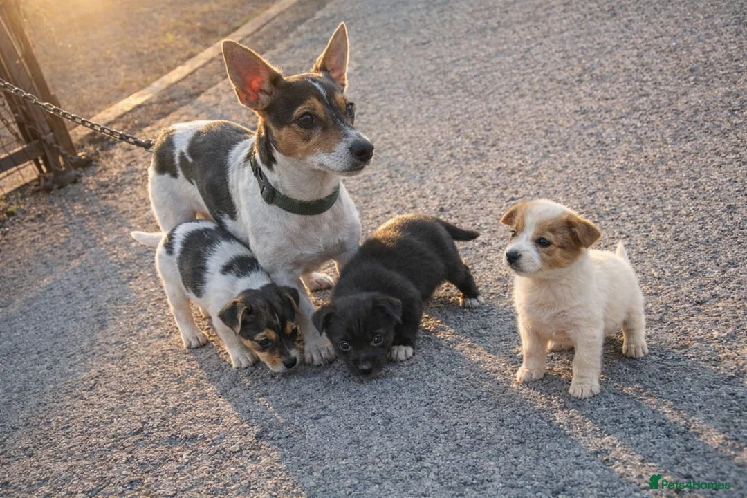Jack Russell dogs for sale: Stunning jack russell pups - Advert 4