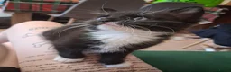 Mixed Breed cats for sale: Female tuxedo kitten needing loving home - Advert 1