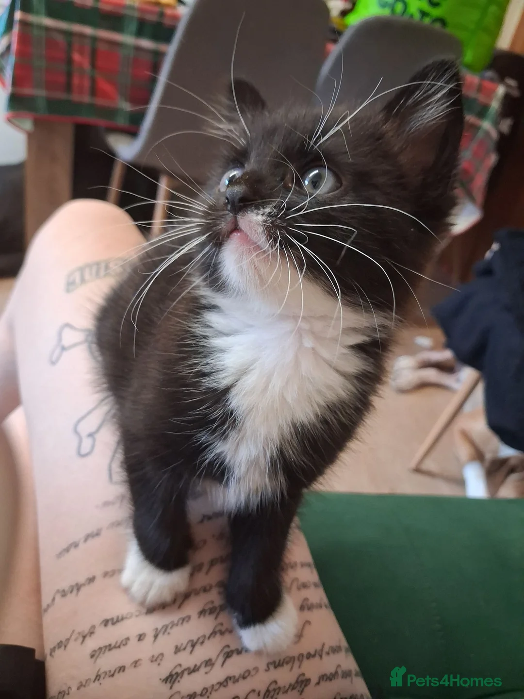 Mixed Breed cats for sale: Female tuxedo kitten needing loving home - Advert 1