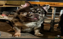 French Bulldog dogs for stud: Cupid 💘, Romeo 💘and Saint 💘for stud - Image 1
