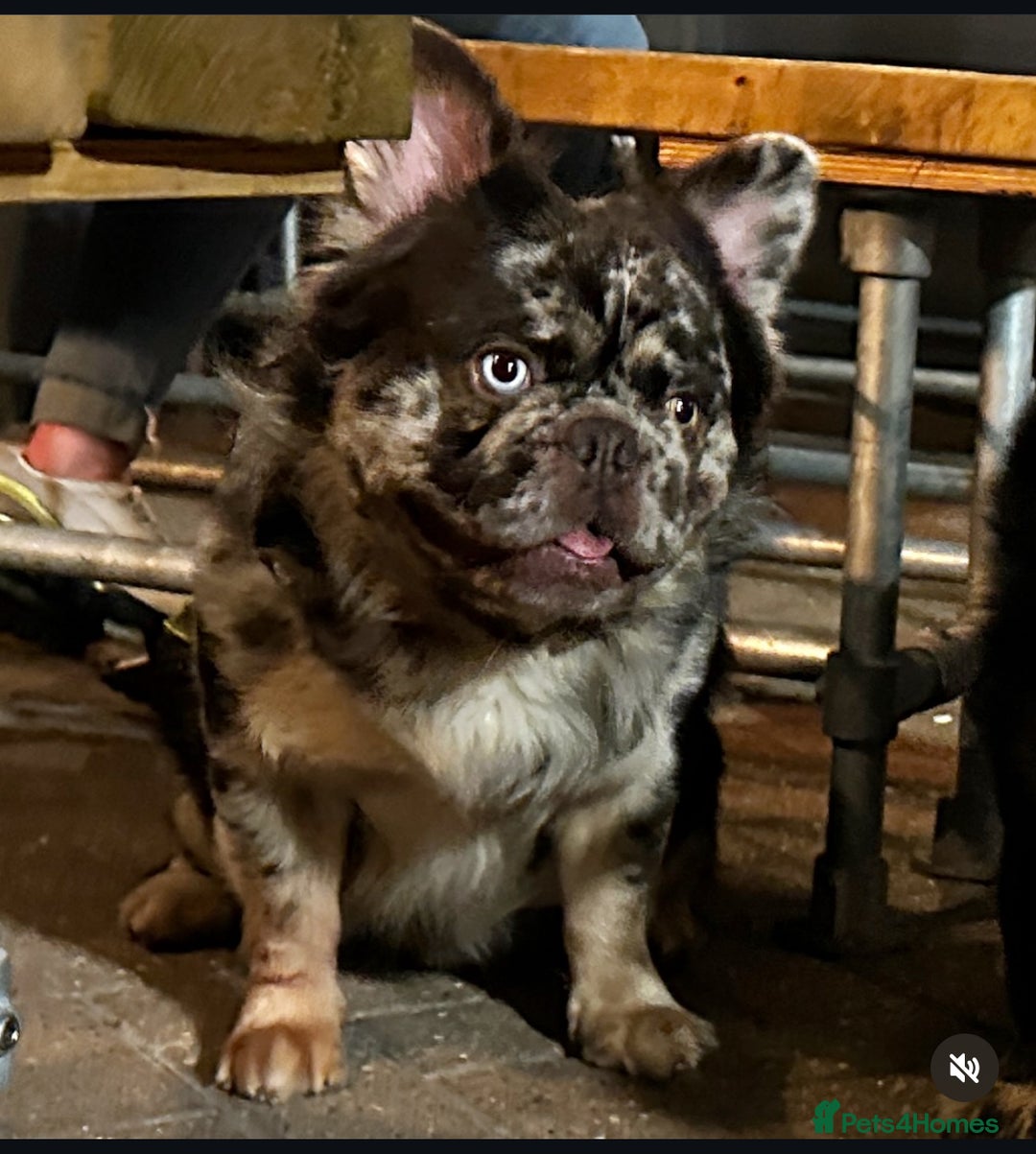 French Bulldog dogs for stud: Cupid 💘, Romeo 💘and Saint 💘for stud - Image 1
