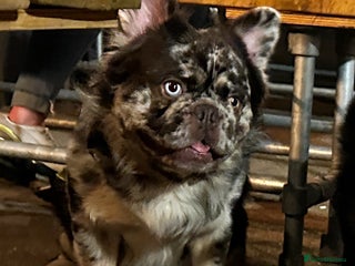 French Bulldog dogs Cupid 💘, Romeo 💘and Saint 💘for stud - Advert 1