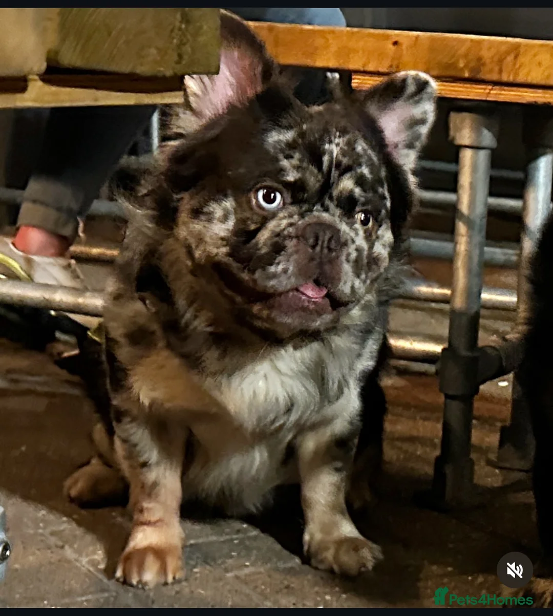 French Bulldog dogs for stud: Cupid 💘, Romeo 💘and Saint 💘for stud - Advert 1