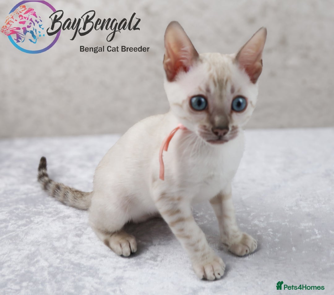 Bengal cats for sale: Champion line Superb Bengal Kittens  - Image 35