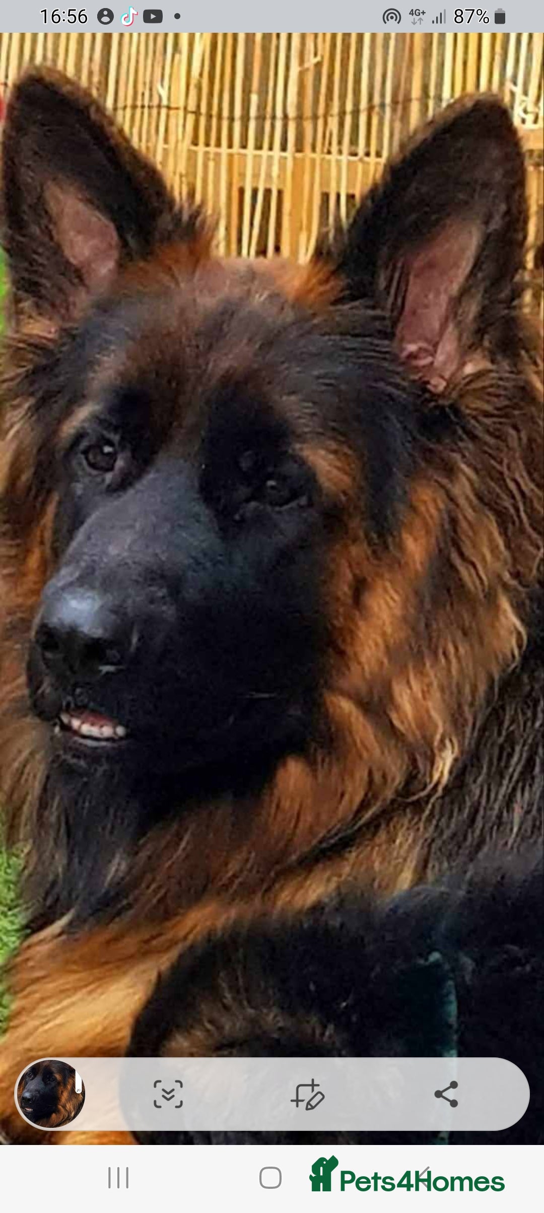 German Shepherd dogs for sale: KC. German shepherd puppies - Advert 1