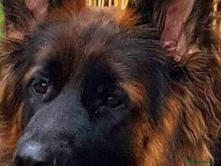 German Shepherd dogs KC. German shepherd puppies - Advert 1