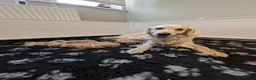 Golden Retriever dogs for sale: Golden Retriever puppies  - Advert 13