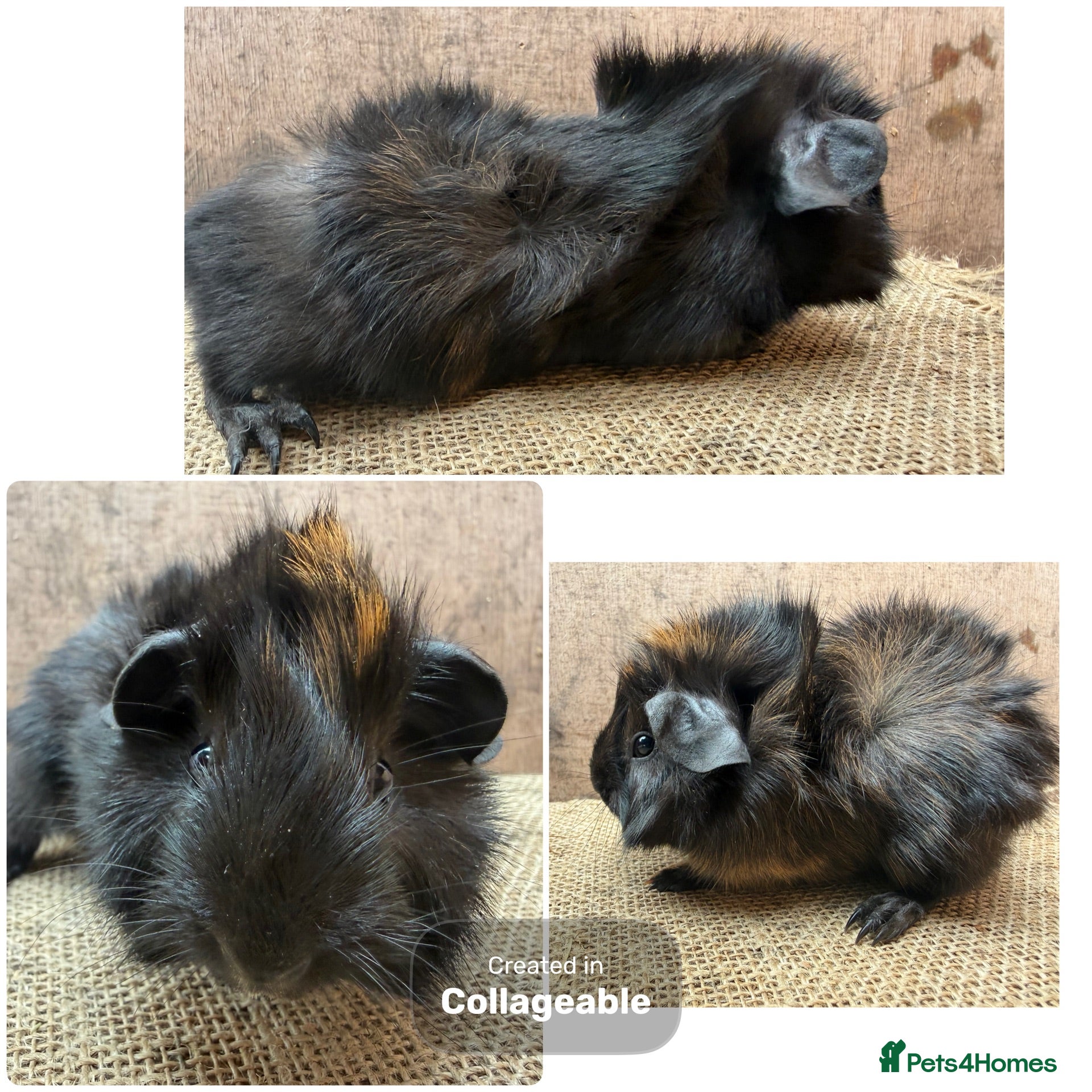Guinea Pig rodents Beautiful boar brothers  - Advert 10