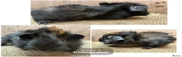 Guinea Pig rodents for sale: Beautiful boars and one sow - Advert 3