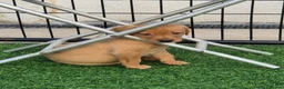 Labrador Retriever dogs for sale: STUNNING FOX RED PUPPIES - Advert 13