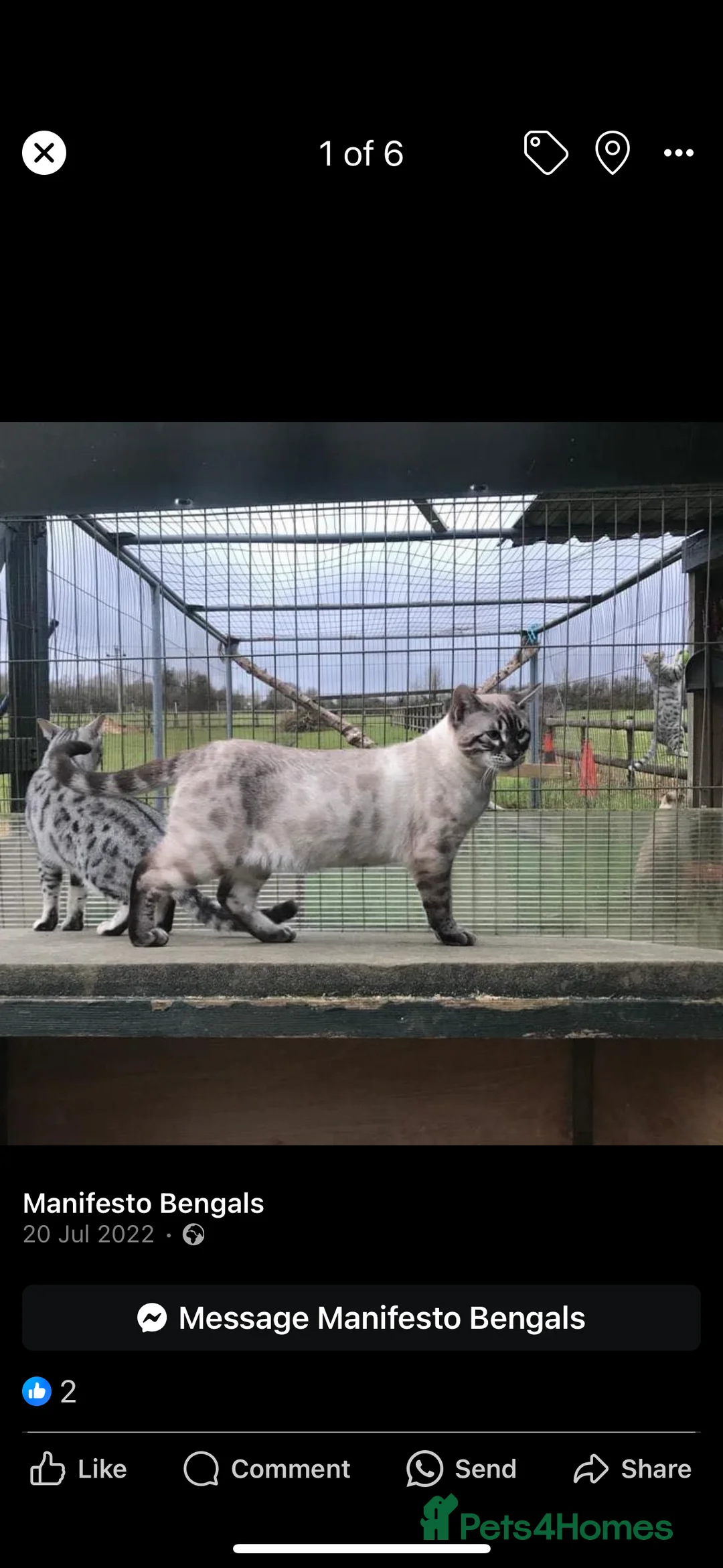 Bengal cats for sale: Bengal Cats - Advert 2